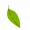 leaf1t