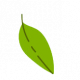 leaf1t